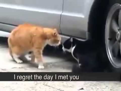 download lagu mp3 mp4 Cats And Divorce, download mp3 Cats And Divorce free download mp3, download mp3 Cats And Divorce