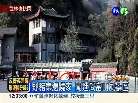 野豬大暴走! 武當山遊客驚嚇走避