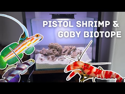 Pistol shrimp-goby pico marine "biotope" | Ep. 1: concept, tank, hard scape