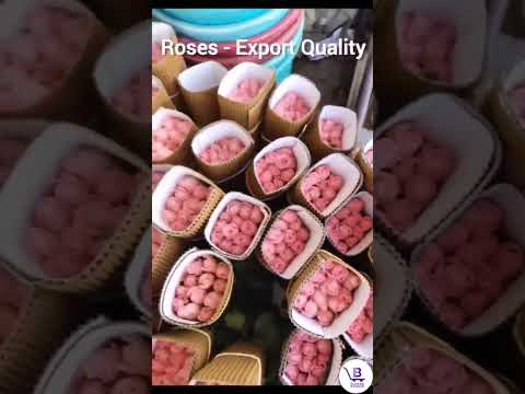 Red Chrysanthemum cut Flower