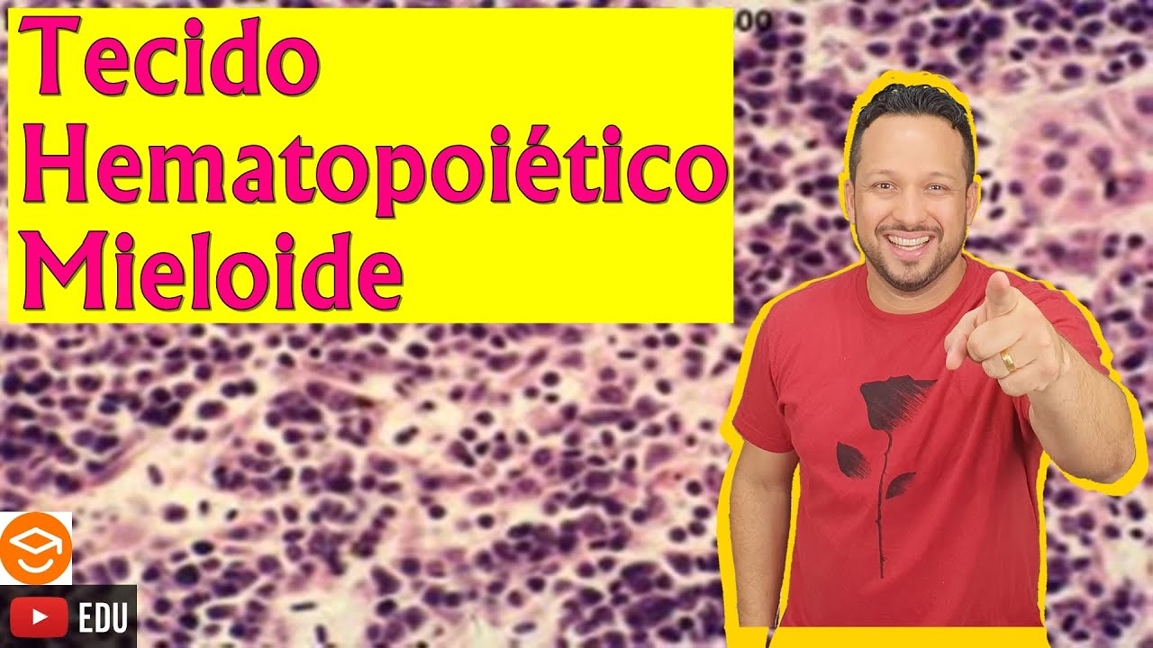 Tecido Hematopoiético Mieloide - Tecido Hemocitopoético Mieloide - Tecido Conjuntivo - Histologia