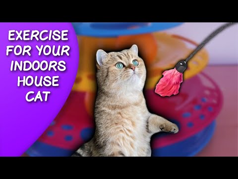 Does My Indoor Or Outdoor Cat Need Exercise?