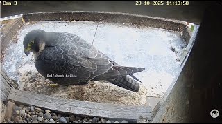 Sokół wędrowny Illkirch Graffenstaden Francja - Dragonia z wizytą 2025 10 29