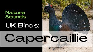 Capercaillie UK Birds. Do you the sound of this Bird? Bird Song Identifier, Bird Call, Nature Sounds