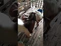 This Breeding Season Is Going Great For Me Goat Breeding