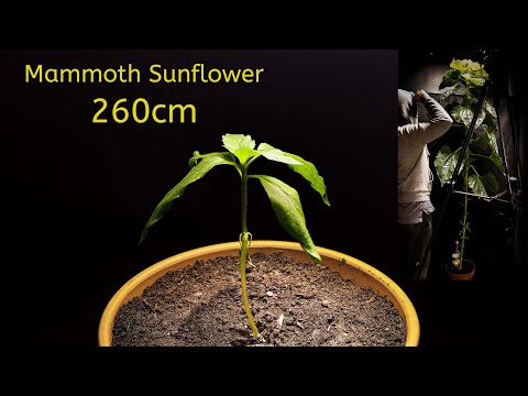 Mammoth Sunflower | Timelapse | 8 weeks