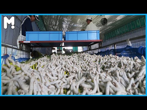 Silkworm Farming & Silk Cocoon Harvesting in Japan 🐛| How Japan Farms Millions of Silkworms for Silk