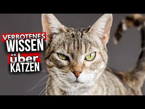 Die 25 verrücktesten Katzen-Geheimnisse (Fast niemand kennt Nr. 17)
