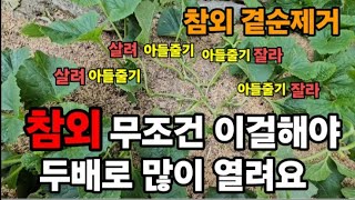 참외! 이거만하면 가을까지 두배세배로 더 많이 열려요! #참외곁순제거  #참외많이열리게하기 #천연살충제 #청…