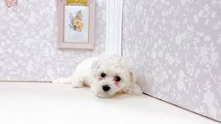 ビションフリーゼの動画01