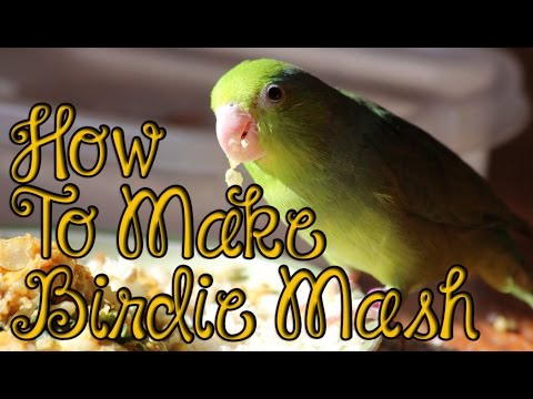 download lagu mp3 mp4 Bird Mash Recipes, download lagu Bird Mash Recipes gratis, unduh video klip Bird Mash Recipes