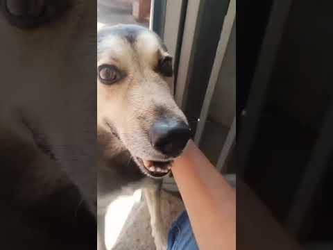 Vídeo de Pretinho 
