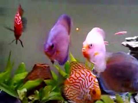 Hari's Discus fish tank