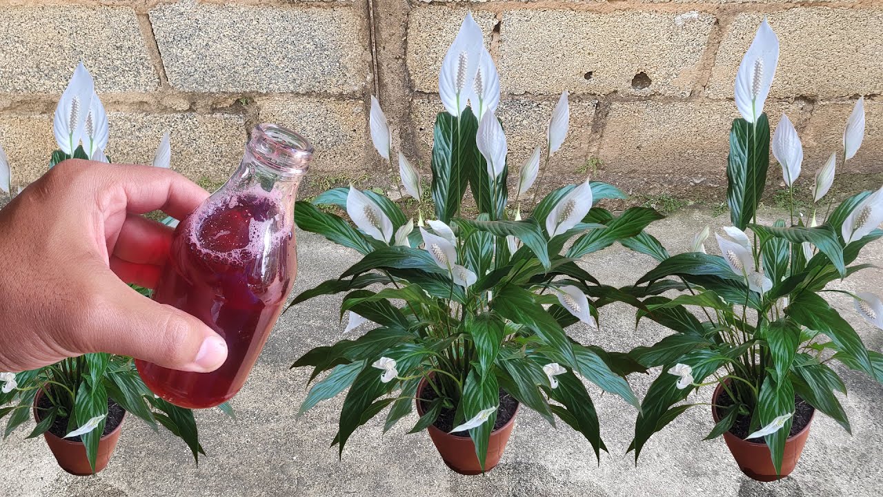 Apenas 1 copinho faz explodir em Flores e Folhas (ano todo)