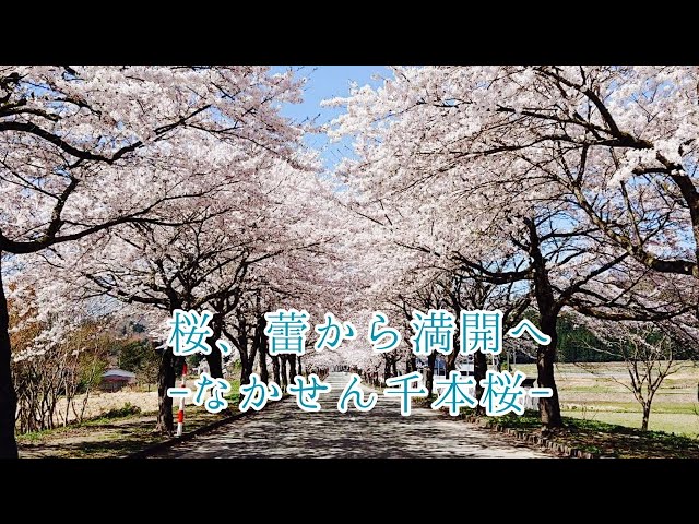 JR東日本秋田支社 秋田支社地域連携ユニット 秋田 桜 桜開花 桜スポット 観光 こまち リゾートしらかみ 秋田駅 角館 武家屋敷 千秋公園 さくらまつり