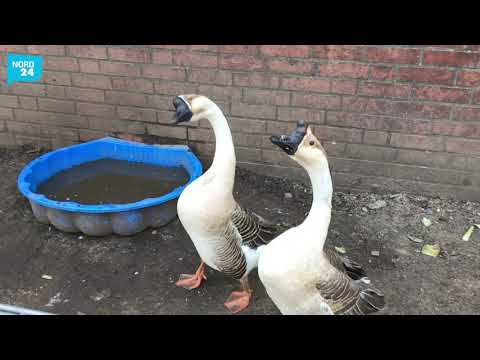 "Circus May" sitzt in Ostervesede (Landkreis Rotenburg) fest