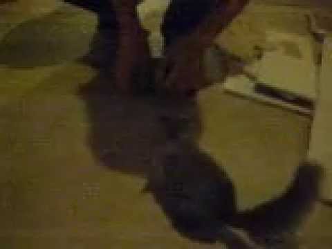 *****squirrel vs man / esquilo vs homem / Белка против человека*****