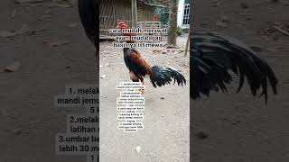 Download lagu Cara mudah merawat ayam muda #ayamjago #ayambangkok #ayamimport #hobbyayam #trending #fyp #viral mp3