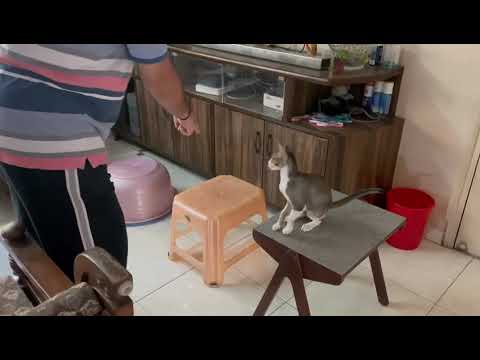 Pixie's Circus trick