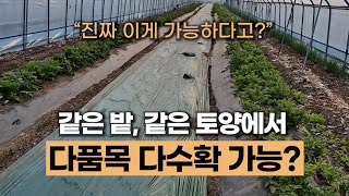 에너지농법에서 다품종 다수확이 가능한 이유 #마늘 #돌산갓 #감자 #호밀 #애플수박 #옥수수, #상추 #사탕…