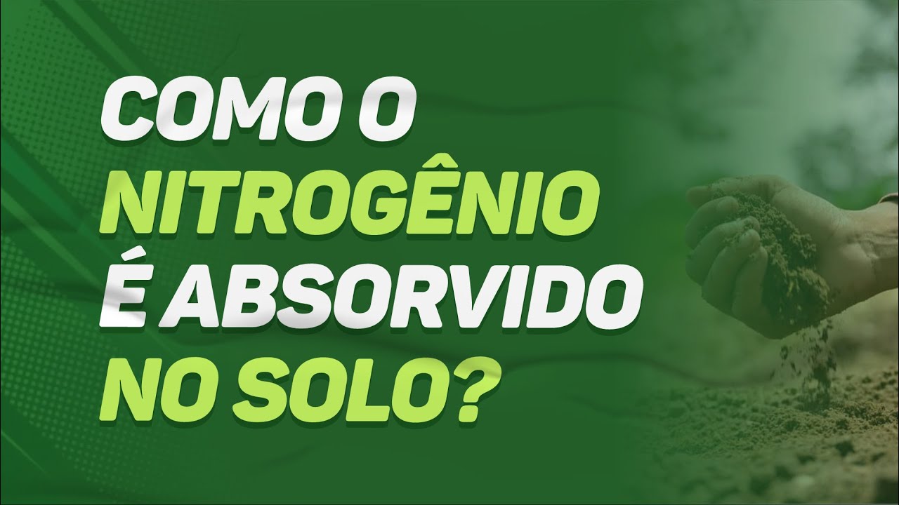 Como o NITROGÊNIO é ABSORVIDO no SOLO?