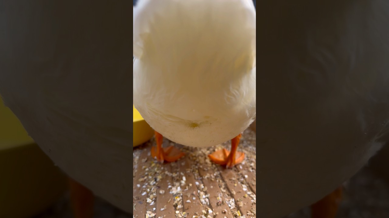 飼い主を吸い寄せるフワフワ。Fluffy call ducks that captivate their owner.