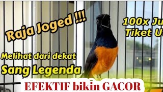 Download lagu KOMPILASI TEMBAKAN murai batu bikin langsung NYAUT tambah GACOR | Pancingan Murai batu EMOSI mp3