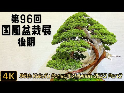 The 96th Kokufu Bonsai Exhibition 2022 Part 2