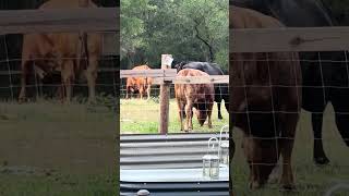 Little Minny staying away from the group #cow #farming #farmlife #shorts
