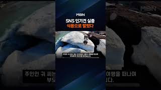 '150만 팔로워' 보더콜리, 4만 원에 개고기탕으로…중국 '발칵' [포크뉴스]