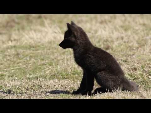 Close up of a cute wild black fox kit!