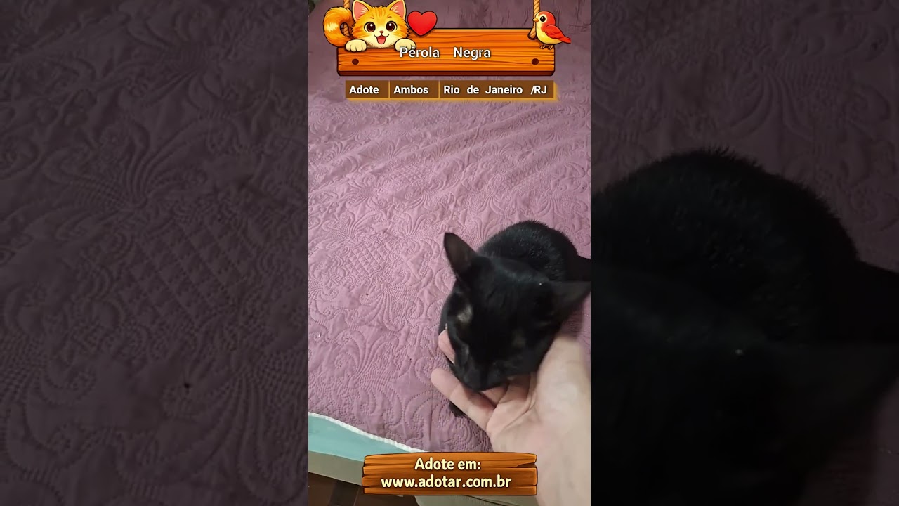 Gato raça SRD-ViraLata idade Abaixo de 2 meses nome Pérola Negra