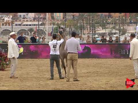 N.47 ALGAMRA - Menton 2019