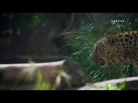 Free Download Animals And Monsters SFX Library WAV