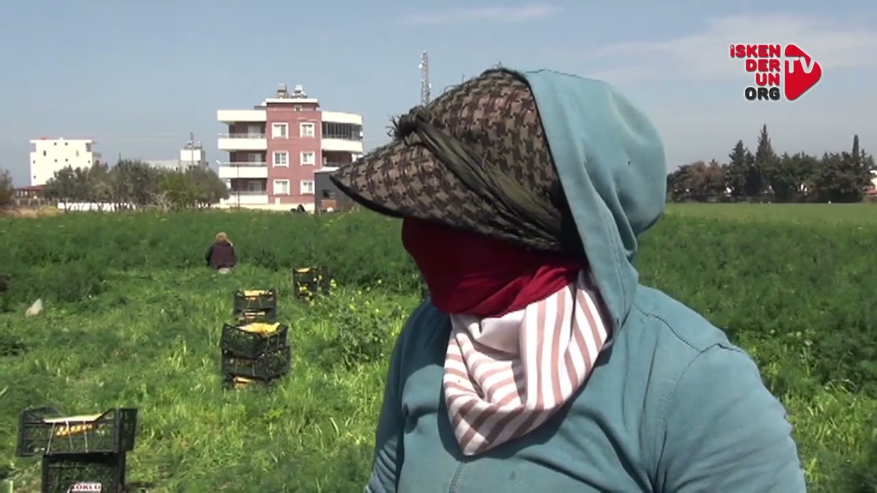 Binalar arasındaki tarlada dereotu yetiştiriliyor…