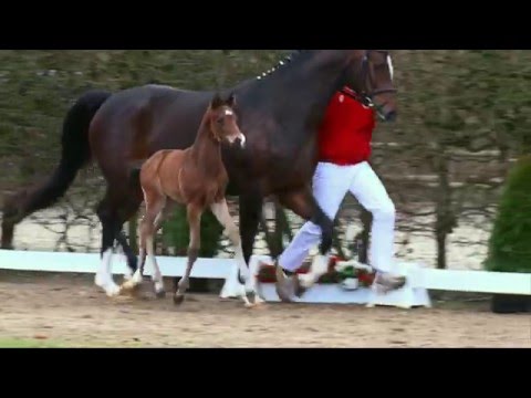 64 Frauenheld HF v. Franziskus - Belissimo