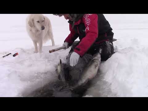 Talviverkoilla 2022 Tammikuussa.