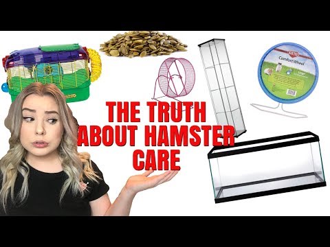 THE TRUTH ABOUT HAMSTER CARE + HAMSTER MISCONCEPTIONS!