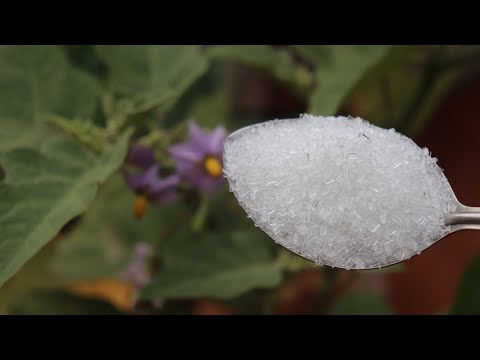 Unlock the Benefits of Epsom Salt for Your Garden:  A Guide to Spraying Plants