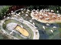 Greater Flamingo Bird Paradise Singapore