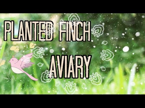 Planted finch, dove and quail aviary Cuban finches, strawberry finches, gouldians