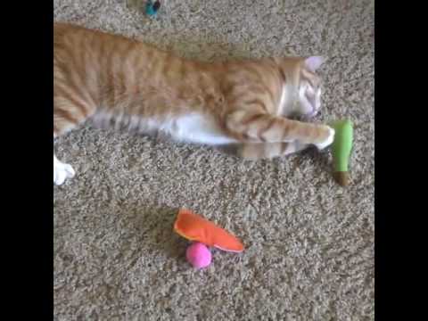 Alcune idee carine per i vostri gatti!