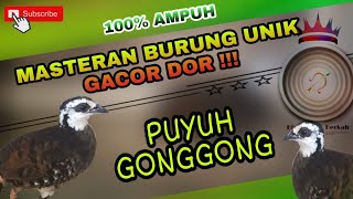 Download lagu SUARA UNIK ‼️ SI CANTIK PUYUH GONGGONG mp3