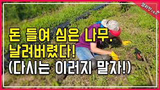 제가 감나무를 베어버린 이유... 그리고 재발 방지 끝판왕 제초매트 설치방법