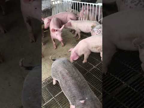 Leitegada de tricross da granja Virgínia em Iraucuba Ce a máquina da suinocultura do nordeste