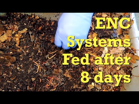 102- & 95-day ENC worm bins fed after 8 days - vermicomposting