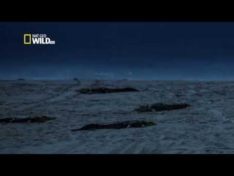 Les crocodiles marins d'Australie// Documentaire animalier