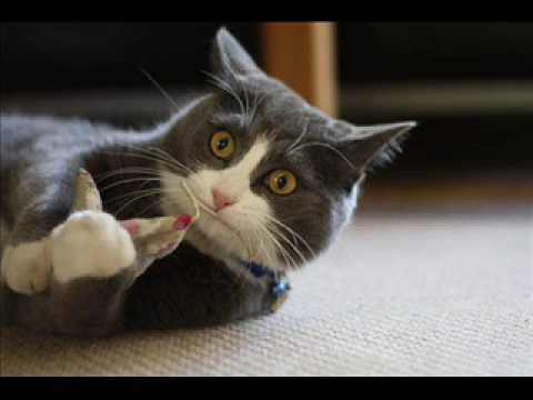 miauband - Run it (Chris Brown FT Bow Bow)