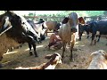 Tirando Leite Das Vacas Manual No Curral De Manhã Enquanto Os Bezerros Se Deliciam Na Seção Mama�