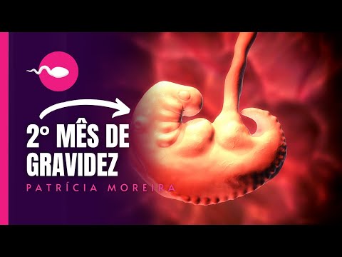 2 MONTHS OF PREGNANCY | Weeks 5, 6, 7 and 8